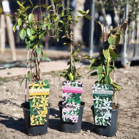 Trachelospermum Jasminoides - Csillagjázmin