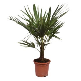 Trachycarpus fortunei - kínai kenderpálma