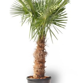 Trachycarpus fortunei - kínai kenderpálma