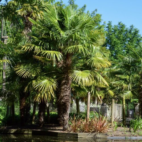 Trachycarpus fortunei - kínai kenderpálma