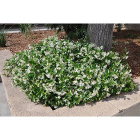 Trachelospermum Jasminoides - Csillagjázmin
