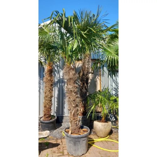 Trachycarpus fortunei - Kínai kenderpálma