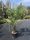 Trachycarpus fortunei - Kínai kenderpálma
