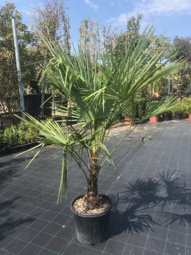 Trachycarpus fortunei - Kínai kenderpálma