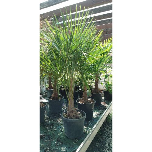 Trachycarpus fortunei - Kínai kenderpálma