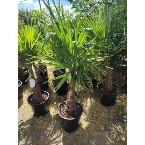 Trachycarpus Fortunei - Kínai Kenderpálma