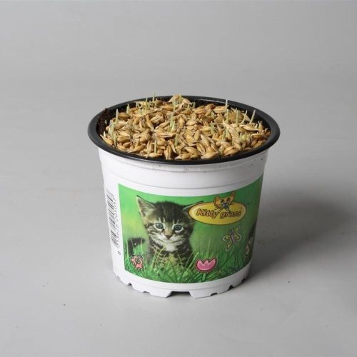 Triticum cat grass - Macskafű