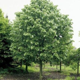 Tilia tomentosa "Szeleste" - Ezüst hárs