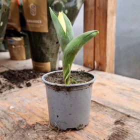 Tulipa mix - Tulipán