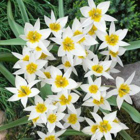 Turkestanica Tulipa - Turkesztáni Tulipán