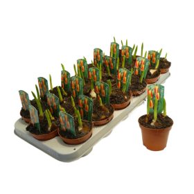 Tulipa stresa - Tulipán