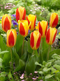 Tulipa stresa - Tulipán