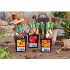 Tulipa 'Baby mix' - Tulipán