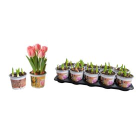 Tulipa foxtrot 'Cleopatra' - Tulipán