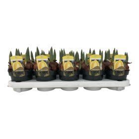 Tulipa 'Granny' - Tulipán