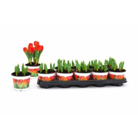 Tulipa 'Red baby' - Tulipán