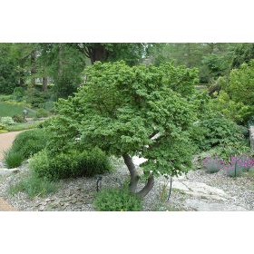   Ulmus elegantissima 'Jacqueline Hillier' - Törpe szil