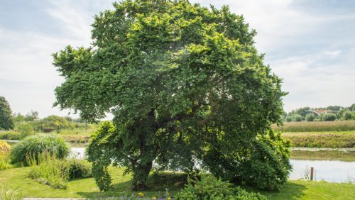 Ulmus elegantissima 'Jacqueline Hillier' - Törpe szil