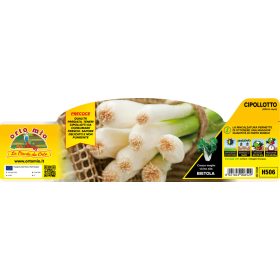 Allium cepa "Cipollotto" - Újhagyma 12-es pakk