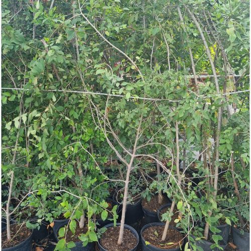 Ulmus pumila 'Puszta' – Puszta-Turkesztáni szil