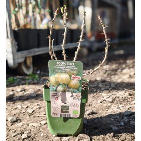 Vaccinium - Áfonya (100% BIO)