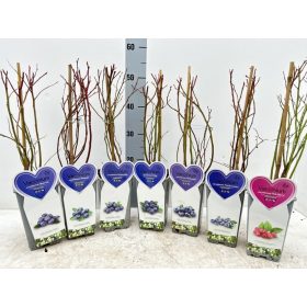 Vaccinium mix - Áfonya