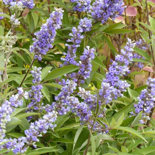 Vitex agnus-castus 'Latifolia' - Illatos barátcserje