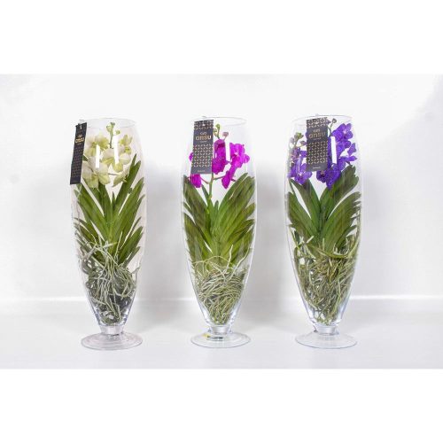 Vanda Champagne Colour mix - Vanda Üvegben