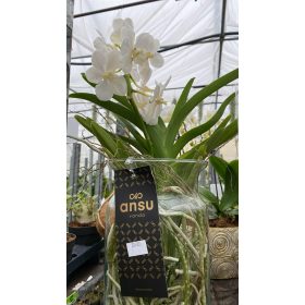 Vanda orchidea üvegben