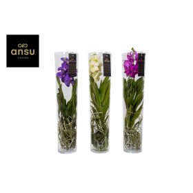 Vanda orchidea üvegben