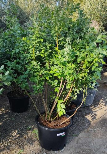 Vaccinium corymbosum - Kék Áfonya