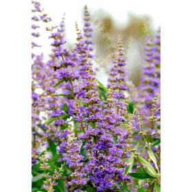 Vitex agnus - castus - Barátcserje