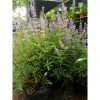 Vitex agnus - castus - Barátcserje