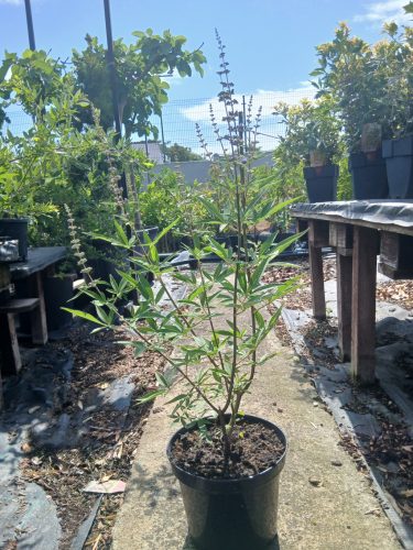 Vitex agnus - castus - Barátcserje
