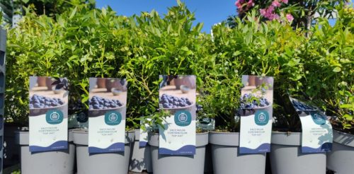 Vaccinium corymbosum 'Top Hat'- Kék áfonya