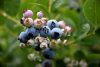 Vaccinium corymbosum 'Top Hat'- Kék áfonya