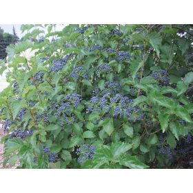   Viburnum dentatum 'Blue Muffin' Christom – Bangita