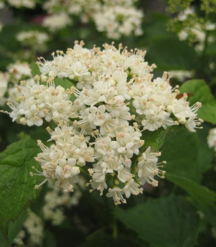 Viburnum dentatum 'Blue Muffin' Christom – Bangita