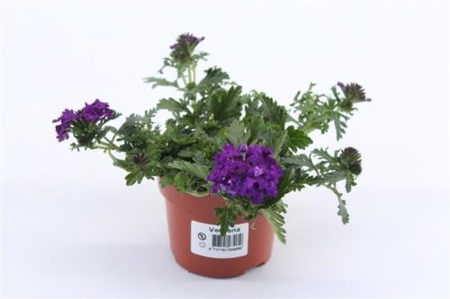 Verbena dark blue - Verbéna