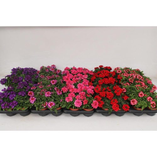 Verbena mix - Verbéna