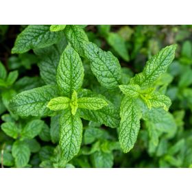 Vetőmag - Fodormenta (0,2g)