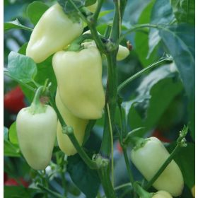 Vetőmag - Paprika 'Hétvezér F1' (15szem/csomag)