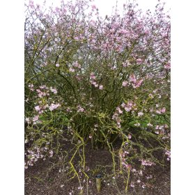 Viburnum x bodnantense - Kikeleti bangita