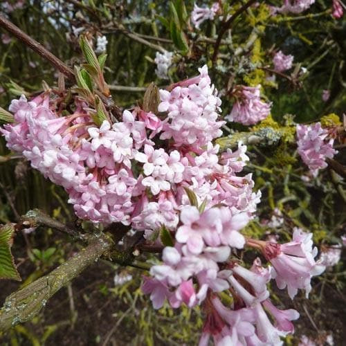 Viburnum x bodnantense - Kikeleti bangita