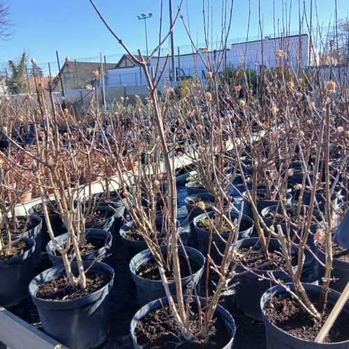 Viburnum x bodnantense - Kikeleti bangita