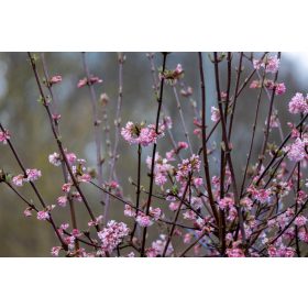 Viburnum x bodnantense "Dawn" - Kikeleti bangita