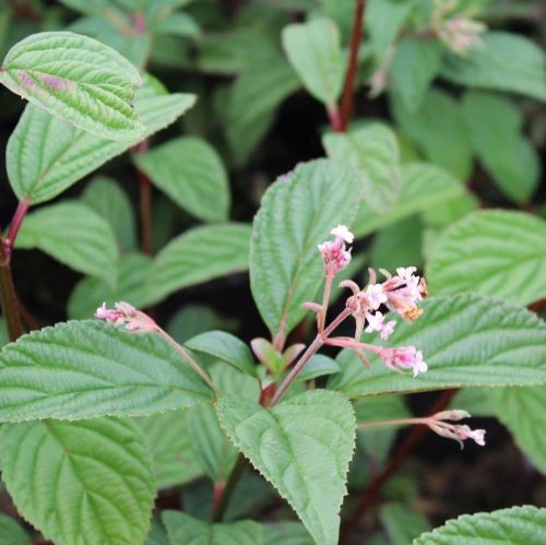 Viburnum x bodnantense "Dawn" - Kikeleti bangita