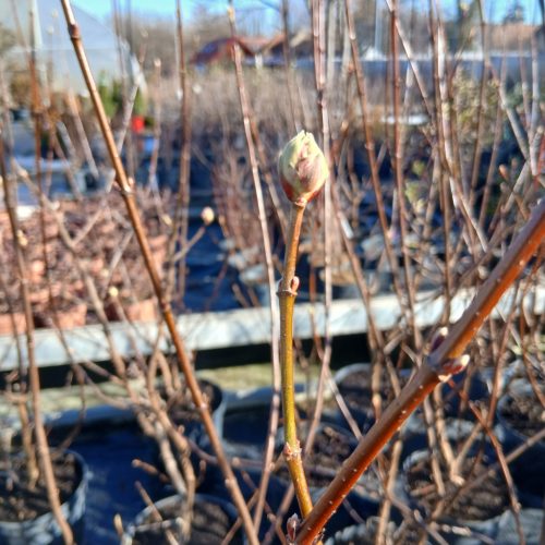 Viburnum x bodnantense "Dawn" - Kikeleti bangita