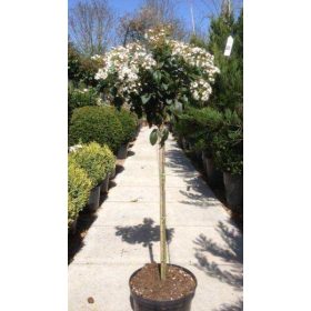 Viburnum tinus – Örökzöld bangita