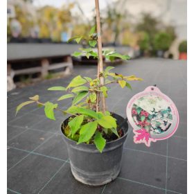   Viburnum plicatum 'Kilimandjaro Sunrise'  - Fehér-rózsaszín virágú redős bangita